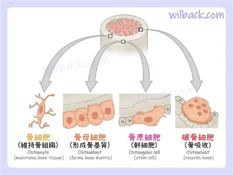 動物骨頭|骨的結構｜第6章 骨組織和骨骼系統 6.3《解剖學與生 